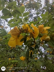 Senna pallida