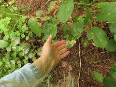 Cameraria gaultheriella