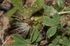 Hypochaeris glabra