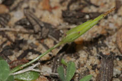 Hypochaeris glabra