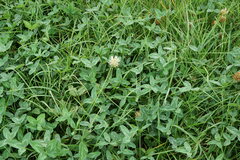 Trifolium ambiguum