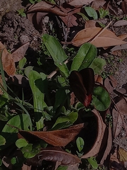 Biblis hyperia