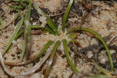 Isoetes histrix