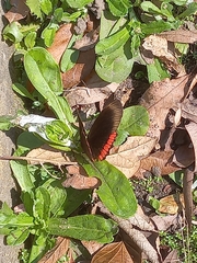 Biblis hyperia