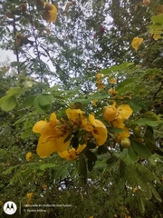 Senna pallida
