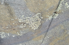 Lecanora polytropa