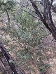 Berberis trifoliolata