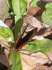 Biblis hyperia