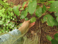 Cameraria gaultheriella
