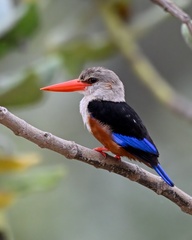 Halcyon leucocephala