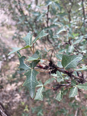 Berberis trifoliolata