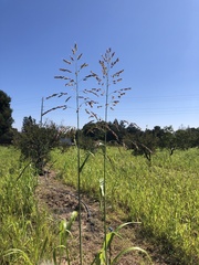 Sorghum