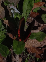 Biblis hyperia