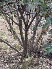 Berberis trifoliolata