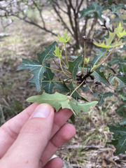 Berberis trifoliolata