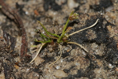 Isolepis cernua