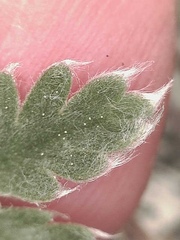 Potentilla furcata