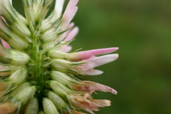 Trifolium ambiguum