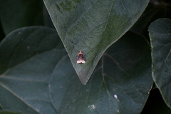 Platynota flavedana