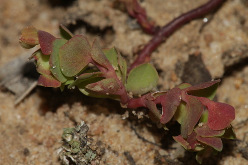 Euphorbia peplus var. minima image