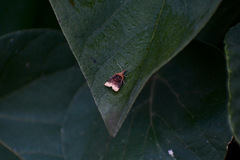 Platynota flavedana