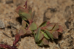 Euphorbia peplus var. minima image