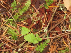 Neottia cordata