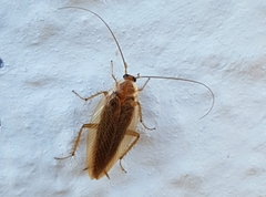 Ectobius vittiventris