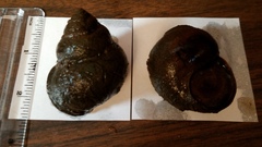 Cipangopaludina chinensis