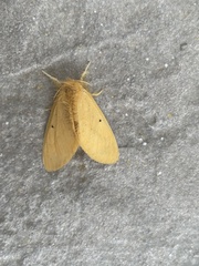 Arna pseudoconspersa