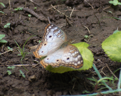 Anartia jatrophae