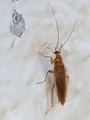 Ectobius vittiventris