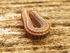 Ommatoiulus sabulosus