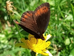 Erebia pronoe