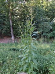Erechtites hieraciifolius