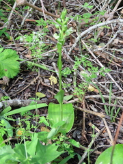 Pterygodium volucris