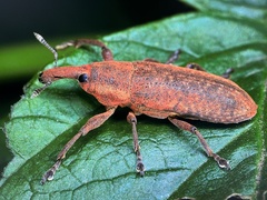 Lixus bardanae
