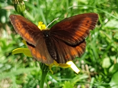 Erebia pronoe