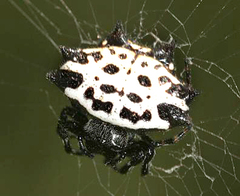 Gasteracantha cancriformis