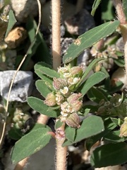 Euphorbia maculata