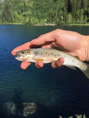 Oncorhynchus clarkii