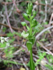 Pterygodium volucris