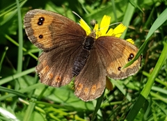 Erebia pronoe
