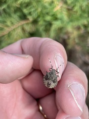 Rhaphigaster nebulosa