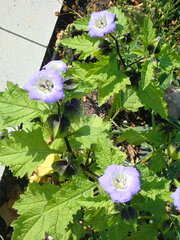 Nicandra physalodes