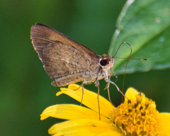 Synapte puma