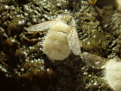 Entomophthora muscae