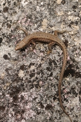 Algyroides nigropunctatus