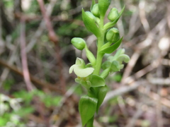 Pterygodium volucris