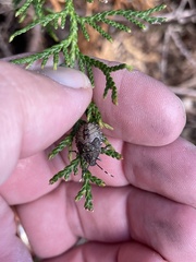 Rhaphigaster nebulosa